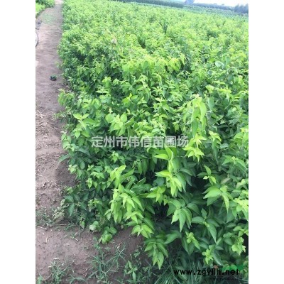 紅瑞木簡介，河北紅瑞木價(jià)格，河北優(yōu)質(zhì)紅瑞木種植基地