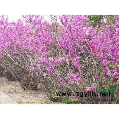 供應(yīng)連翹 金葉連翹30-80公分高多分支