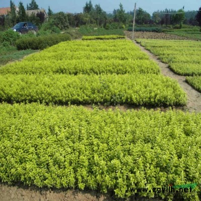 供應，變色黃楊，金邊錦熟黃楊，金邊紅瑞木，金銀花