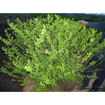 紅瑞木，紅梗木，紅馬球報價