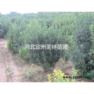 河北定州高1.2米紅瑞木價格每棵3.5元