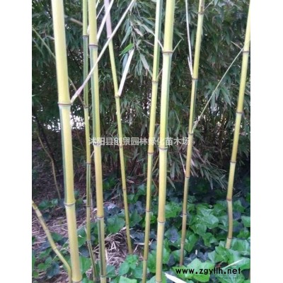 叢生丁香價(jià)格，叢生丁香種植基地，叢生丁香批發(fā)就到創(chuàng)景苗木場