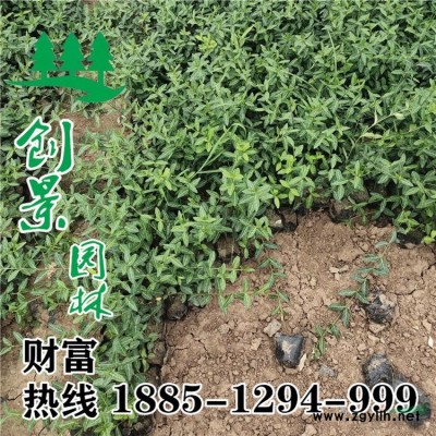 花石榴、優(yōu)質(zhì)花石榴  花石榴苗基地直供 _低價(jià)出售
