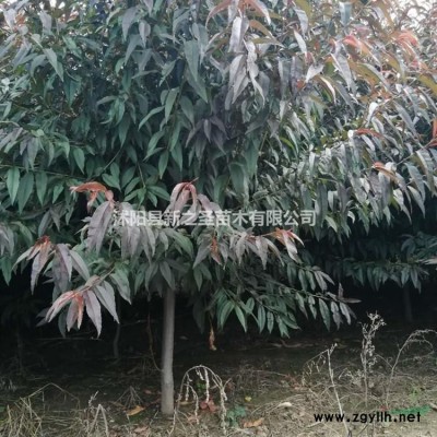 批發精品連翹到新之圣園林--質優價廉