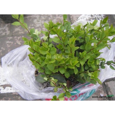 楊梅、石榴、花石榴、果石榴、無刺枸骨球