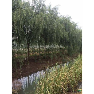 連翹供應(yīng)，連翹價(jià)格，黃金條供應(yīng)，連翹圖片