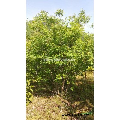 叢生黃櫨，3米叢生黃櫨，4米叢生黃櫨，5米叢生黃櫨