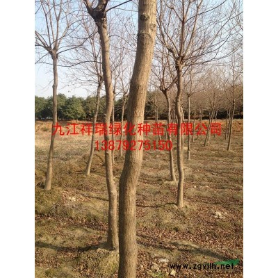 優質新種子黃櫨種子