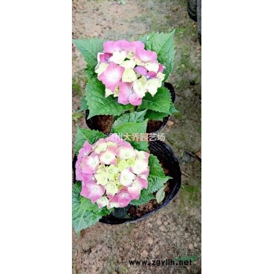 福建六月雪/福建漳州六月雪價格/報價