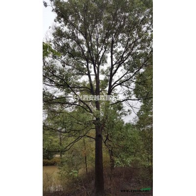 浙江5-6桿叢生櫸樹 湖州6-9公分叢生櫸樹介紹/特征/用途