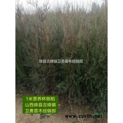 出售營養杯連翹苗=1-2年營養杯連翹苗產地=1米營養杯連翹苗價格