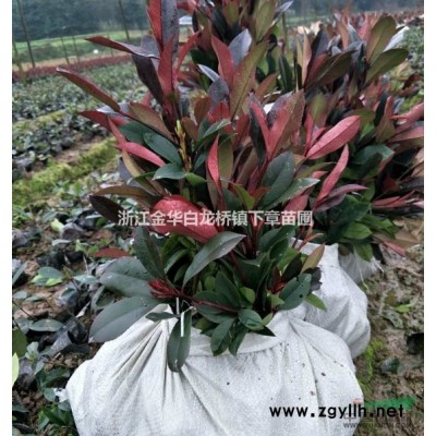 浙江金華桂花杯苗四季桂價格月月桂產地桂花批發桂花容器苗桂花苗