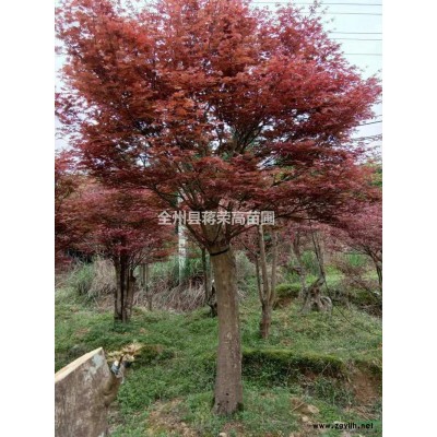 廣西桂林茶花圖片/廣西桂林茶花報價