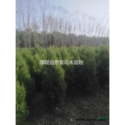 國槐、青桐、欒樹、合歡、白蠟、檜柏、月季、紅瑞木、連翹等