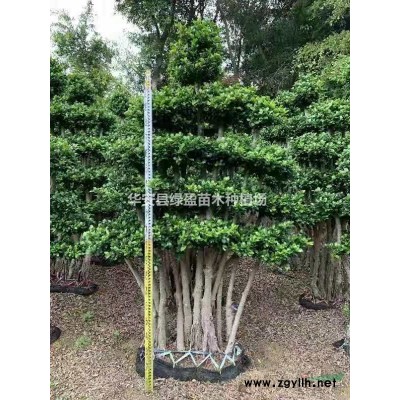 2021年福建金葉假連翹新報價