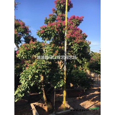 金邊假連翹2報價/福建金邊假連翹2報價