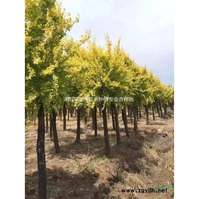 江蘇連翹小苗，連翹多分枝，多年生連翹