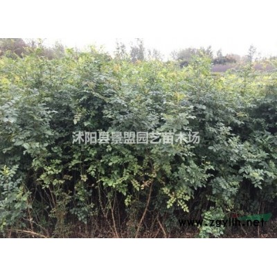 赤霉素處理紅瑞木種子可以提高發芽率嗎？紅瑞木樹結種子嗎？