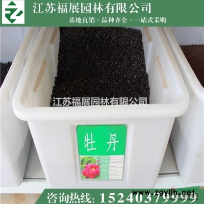 紅瑞木供應/紅瑞木圖片