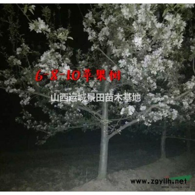 一年生50公分連翹苗價格·兩年生80公分連翹苗多少錢？