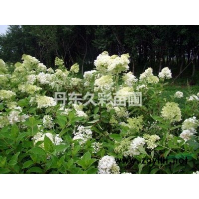 紅瑞木哪個產地好/去哪里能買到既便宜質量又好的樹苗