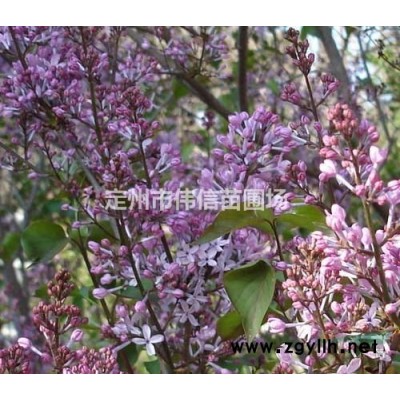 紅瑞木介紹 紅瑞木價(jià)格 紅瑞木圖片 河北紅瑞木批發(fā)基地