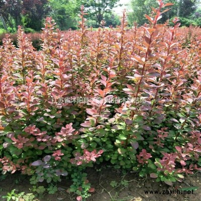 供應連翹綠化苗連翹扦插苗連翹基地連翹價格