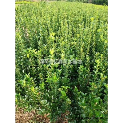 紅瑞木 營養(yǎng)缽紅瑞木 容器紅瑞木 紅瑞木杯苗 50-1米紅瑞木特價高質(zhì)量