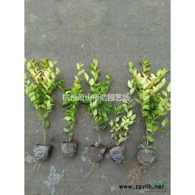 花葉絡石亮綠忍冬六道木金絲桃八仙花連翹火棘水果蘭小葉梔子草皮