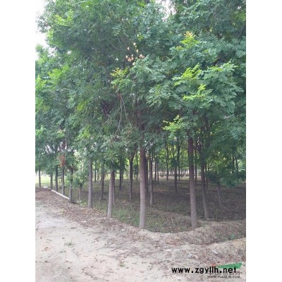 連翹3-6條紅瑞木3-6條珍珠梅3-6條北京大苗圃基地