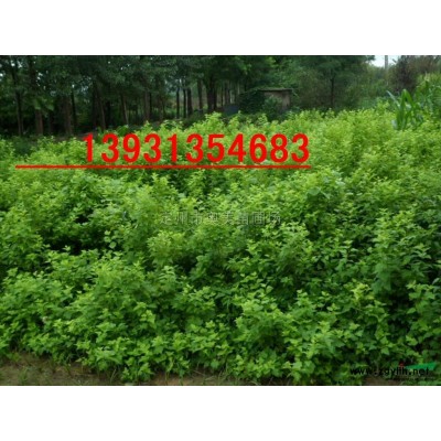 定州供應80--120公分的叢生紅瑞木 ，紅瑞木小苗
