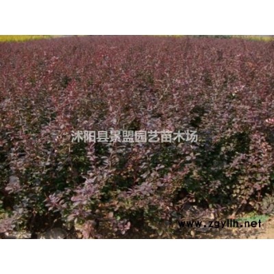 一畝地栽多少棵連翹苗？