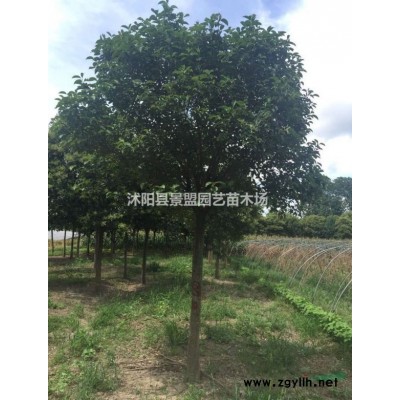 連翹小苗批發(fā)商哪家靠譜？