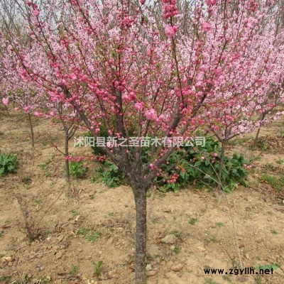 連翹球批發--連翹苗規格*