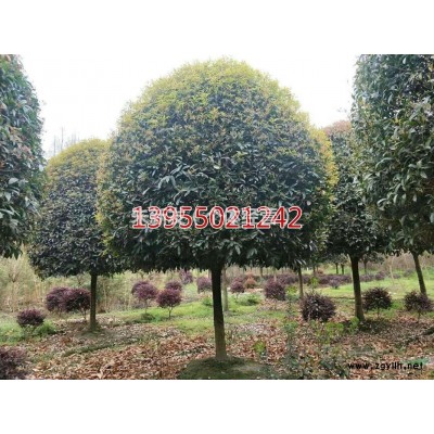 花石榴1圖片\花石榴1報價