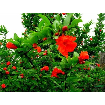 黃櫨，紅櫨，山東黃櫨，青州黃櫨