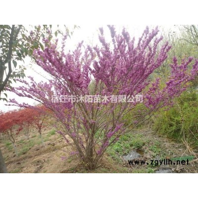 叢生臘梅價格_叢生臘梅產地_叢生臘梅苗圃_叢生臘梅基地