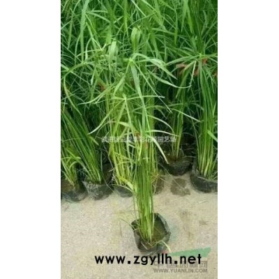 江蘇[產品]/江蘇金邊六月雪價格/報價