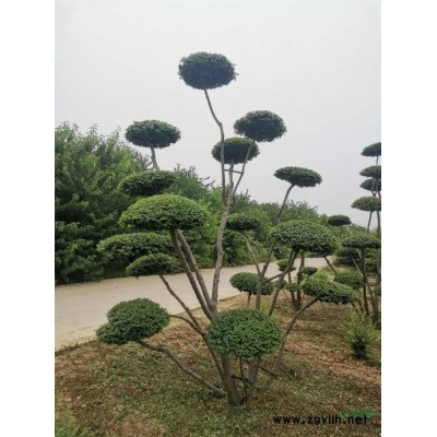 臘梅價格 河南臘梅報價 專業的臘梅生產基地批發各種規格臘梅