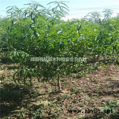 連翹苗-山西連翹苗-藥用連翹苗-500萬株1年連翹苗批發
