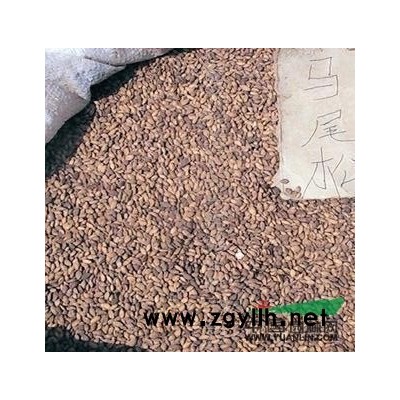 臘梅種子報價/江西臘梅種子報價