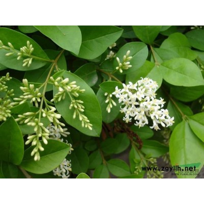 安徽蜀檜|安徽塔柏基地