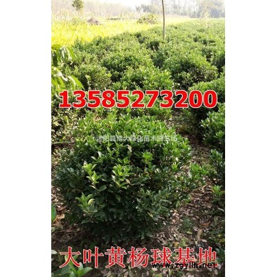 紅瑞木價格 紅瑞木苗產地 紅瑞木苗圖片 銷售紅瑞木