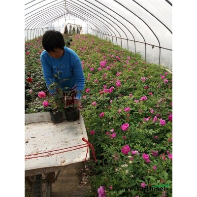 棣棠，衛矛.劍麻.薔薇.火棘、海桐、連翹、迎春，月季、紅瑞木