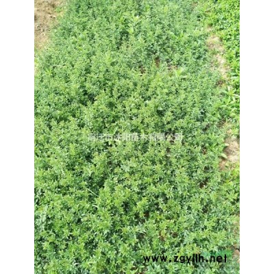 連翹價格_連翹圖片_連翹產地_連翹綠化苗木苗圃基地