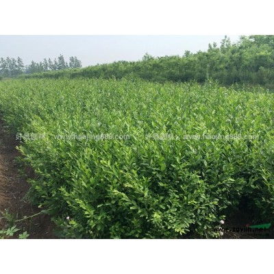 連翹價(jià)格_連翹圖片_連翹產(chǎn)地_連翹綠化苗木苗圃基地