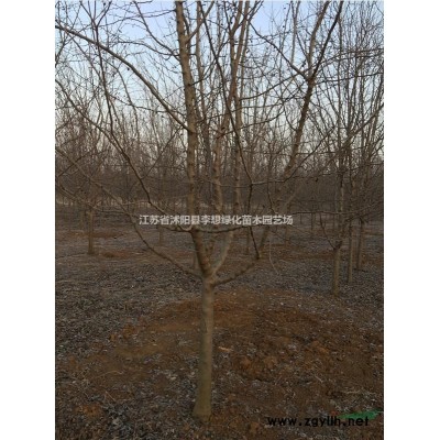 供應(yīng)紫薇、櫻花、紅葉李、紫葉桃、紅楓、紅瑞木.黃金槐、