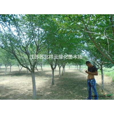 紅瑞木批發，紅麻球批發，50---200高的，3--15分支