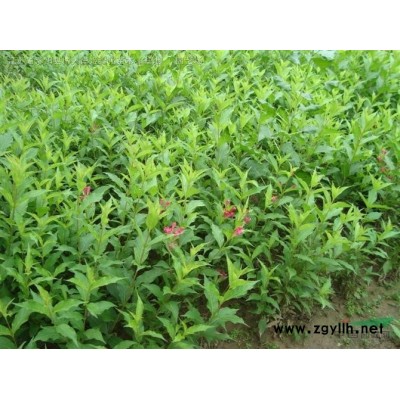 連翹苗低價批發(fā) 叢生連翹2-20分支 連翹球 貨源充足