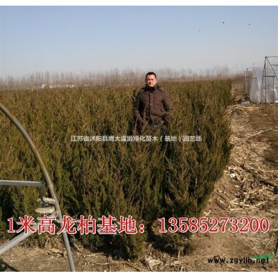 供應(yīng)優(yōu)質(zhì)連翹苗木 低價直銷連翹價格 連翹花 江蘇連翹樹苗基地